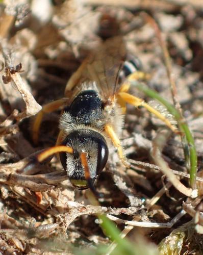 Réf. 245 493 : Halictus sexcinctus